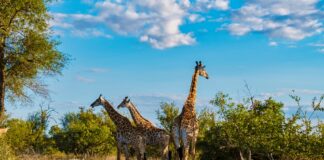 Free Entry to South African National Parks During September 2026 South African National Parks offering free entry to South African visitors during National Parks Week in September 2026
